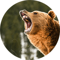 Bear Aware. Picture of a roaring bear.