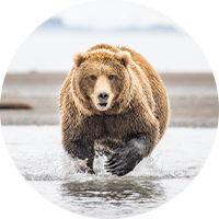 Predator Defense. Picture of a bear running at you.